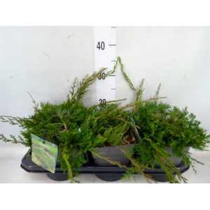 Juniperus horizont. 'Wiltonii '