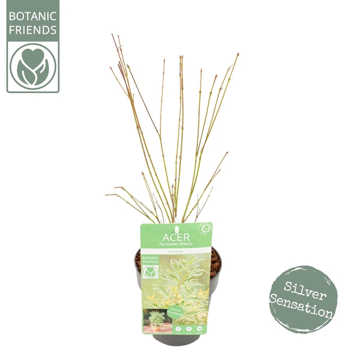 <h4>Acer palmatum Butterfly</h4>