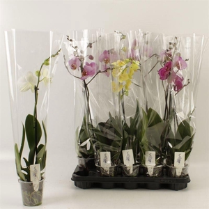 PHAL GEM