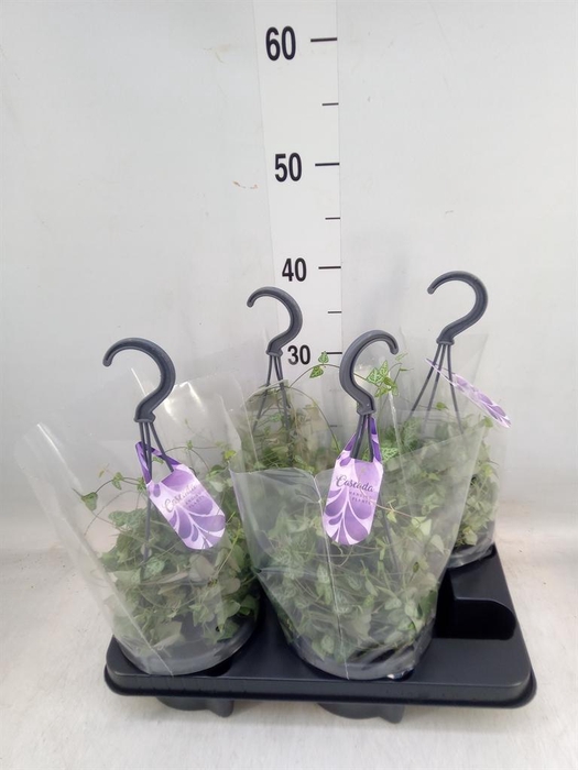 <h4>Ceropegia linearis 'Iris'</h4>