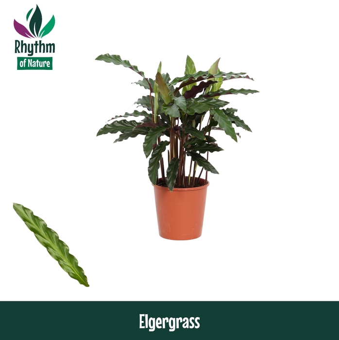 <h4>Calathea 12cm Elgergrass - Rhythm of Nature</h4>