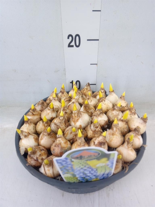 <h4>Muscari 'Emmy'</h4>