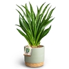 SANSEVIERIA HYBRID