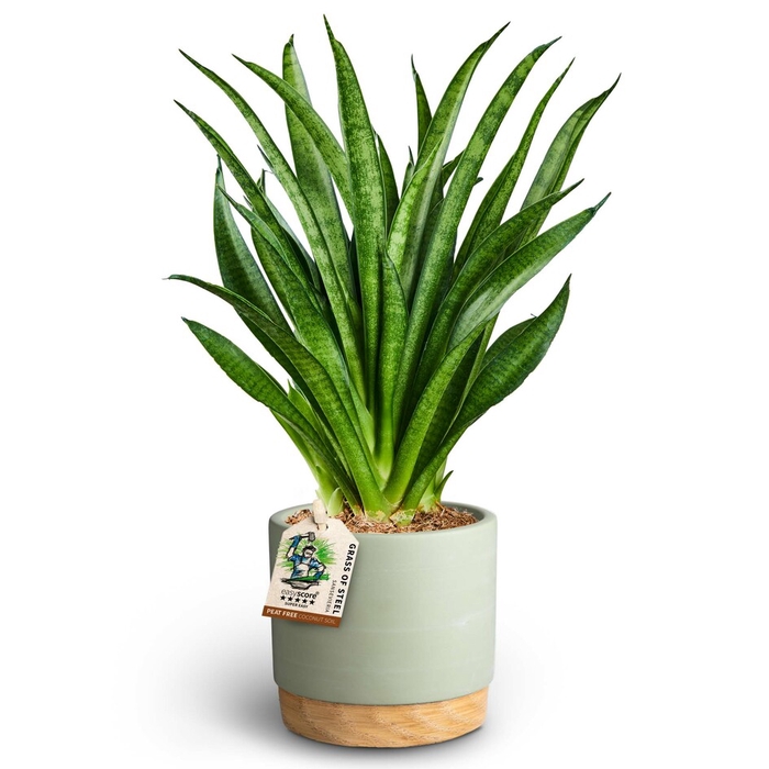 SANSEVIERIA HYBRID