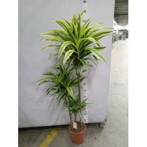 Dracaena fr de 'LemonLime'