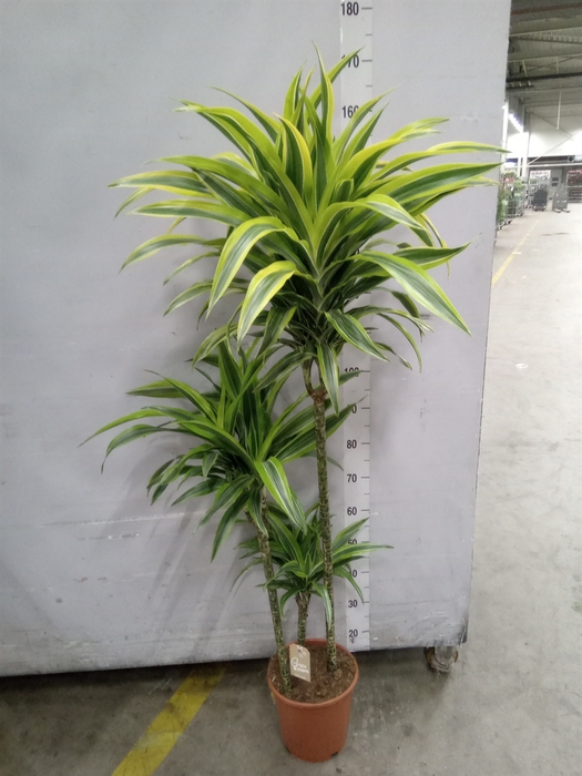 <h4>Dracaena fr de 'LemonLime'</h4>