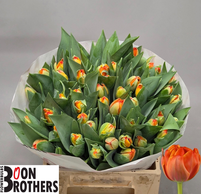 <h4>TU DU QUEENSDAY</h4>