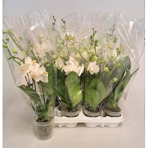 PHAL WHITE 3 TAK P9
