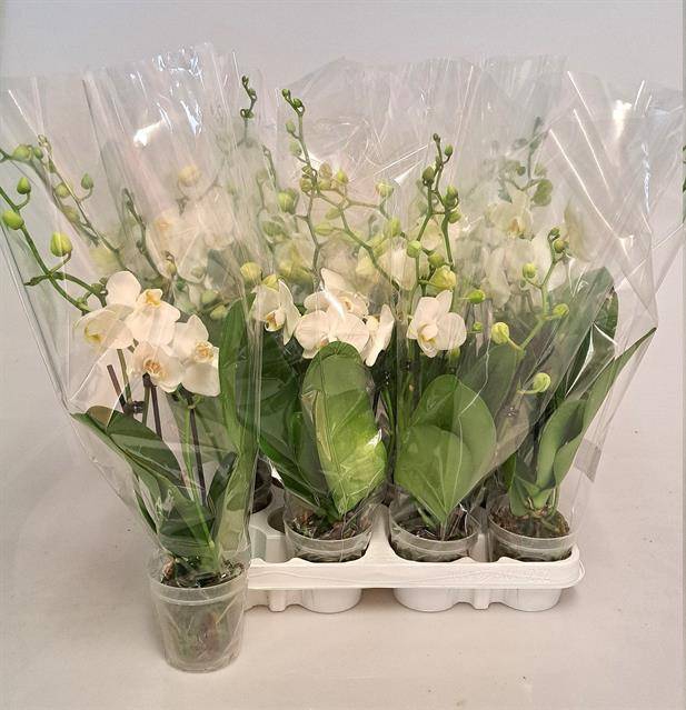 <h4>PHAL WHITE 3 TAK P9</h4>
