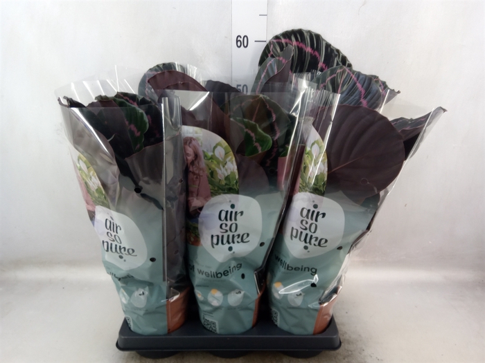 <h4>Calathea roseopicta 'Dottie'</h4>