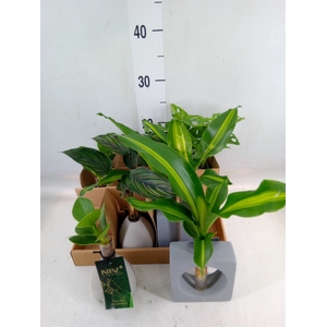 Planten  ..mix