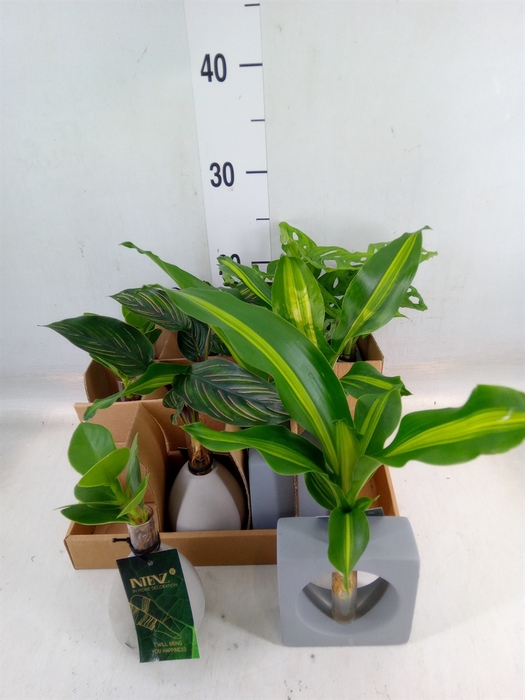 <h4>Planten  ..mix</h4>