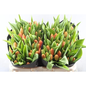 Tu En Time Out (oranje)