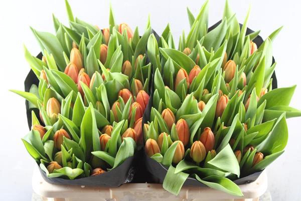 <h4>Tu En Time Out (oranje)</h4>