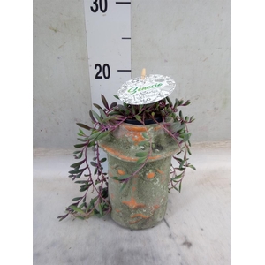 Senecio herreianus 'Purple Flush'