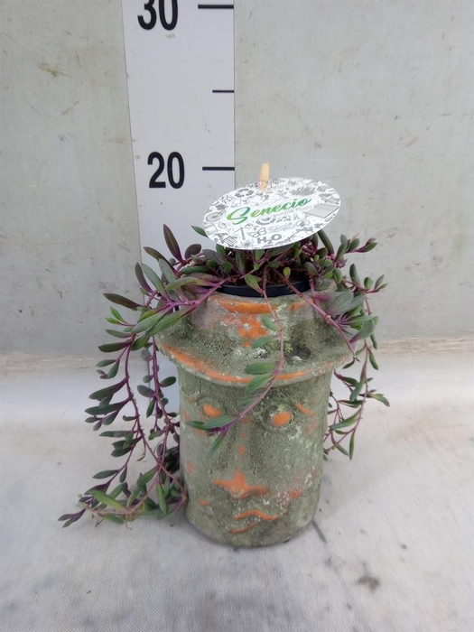 <h4>Senecio herreianus 'Purple Flush'</h4>