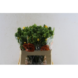 Ornithogalum Db Yellow Asa