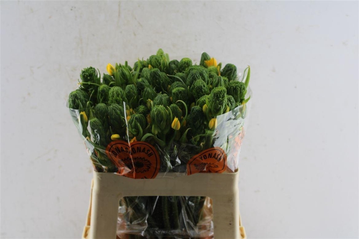 <h4>Ornithogalum Db Yellow Asa</h4>