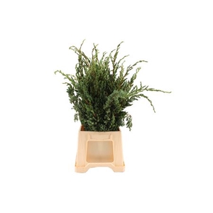 Conifeer Juniperus Meyeri