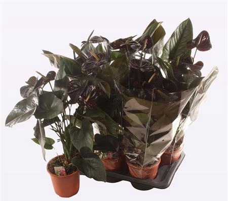 Anthu An Jambo Black 5 Bloemen+