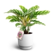 CALATHEA SPECIES P12