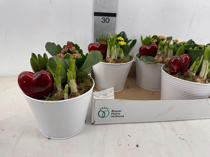 <h4>ARR PL IN SCHAAL</h4>