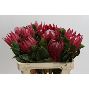 Protea Cynaroides Madiba