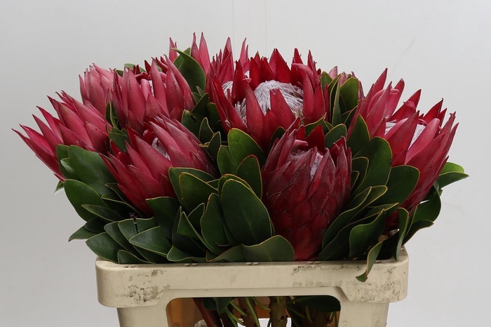 <h4>Protea Cynaroides Madiba</h4>
