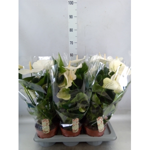 Anthurium andr. 'Alpine'