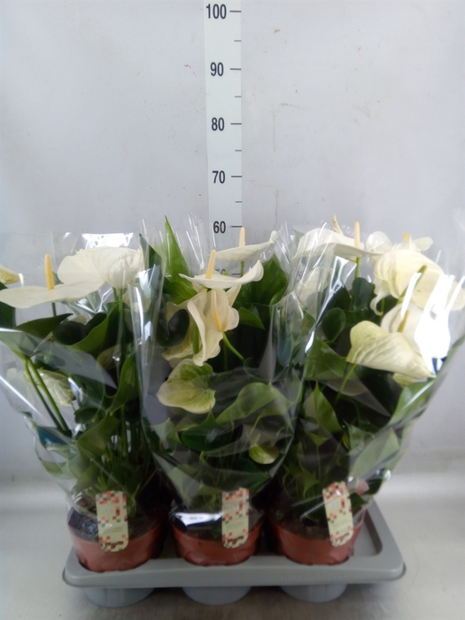 <h4>Anthurium andr. 'Alpine'</h4>