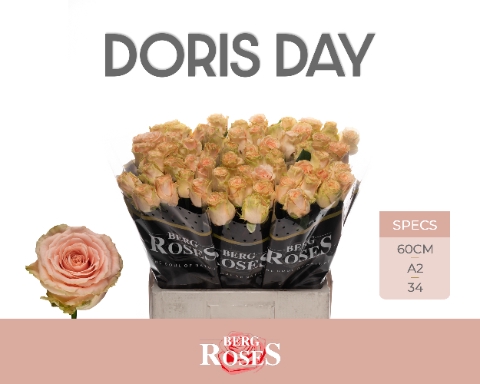 <h4>R GR DORIS DAY @ A2</h4>