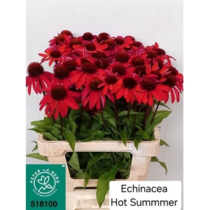 Echinacea Hot Summer