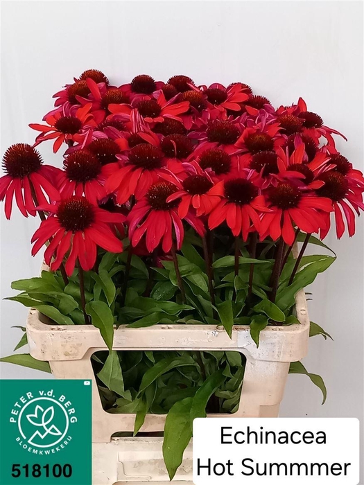 <h4>Echinacea Hot Summer</h4>