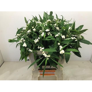 EUPH F T QUICKSILVER