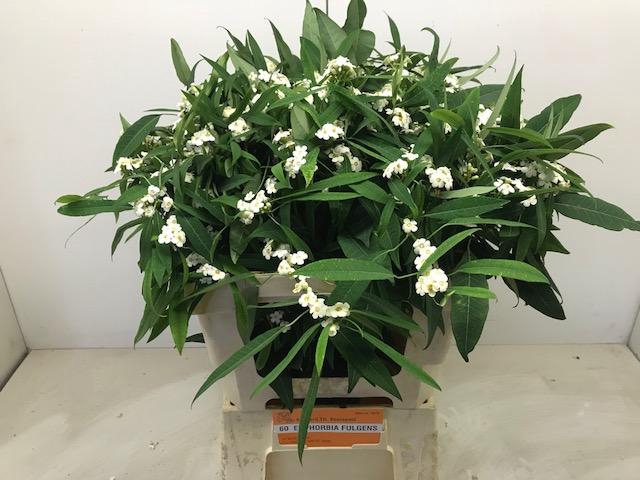 <h4>EUPH F T QUICKSILVER</h4>