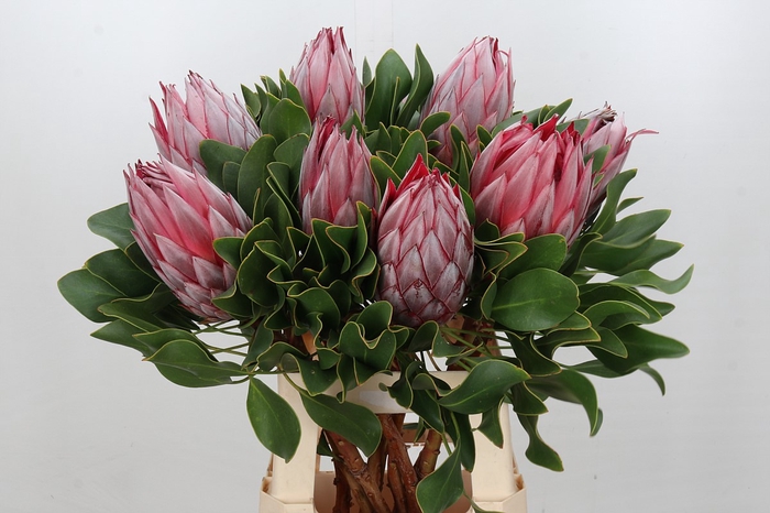 <h4>Protea Cynaroides Stellar</h4>