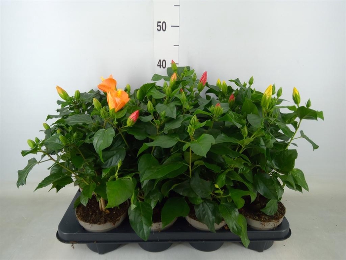 <h4>Hibiscus rosa-sin. 'Sunny'  ..mix</h4>