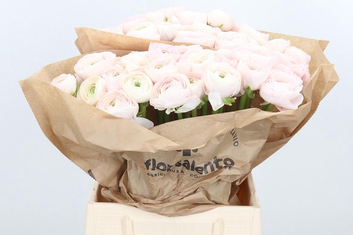 <h4>Ran Su Hanoi</h4>