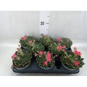 Graptopetalum tacitus