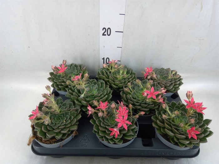 <h4>Graptopetalum tacitus</h4>