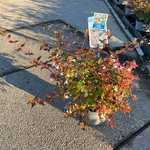 Abelia grandiflora