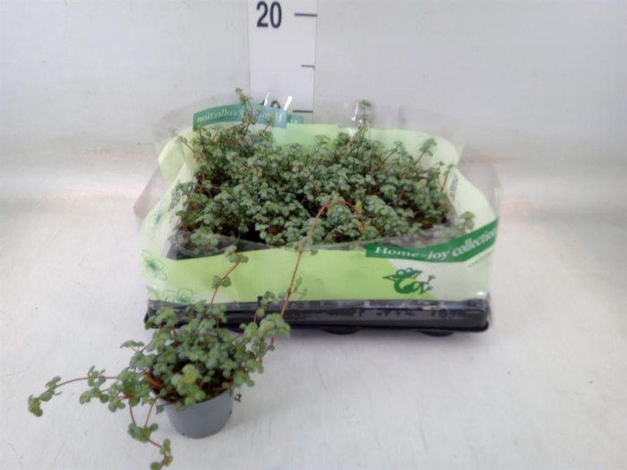 <h4>Pilea glaucophylla 'Greyzy'</h4>