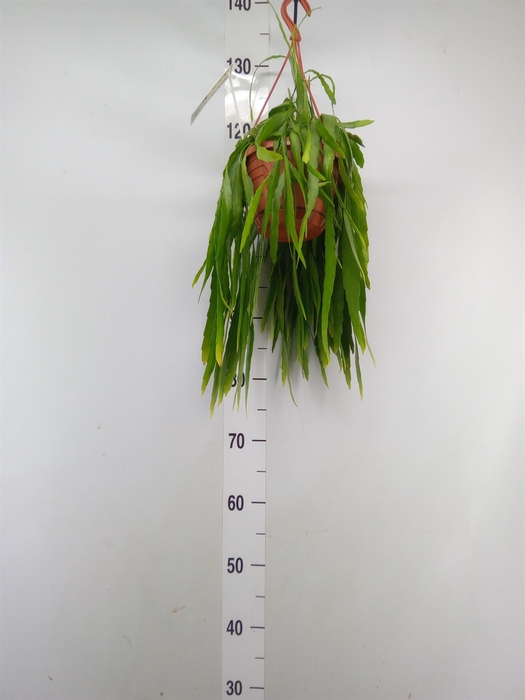 <h4>Pseudorhipsalis ramulosa</h4>