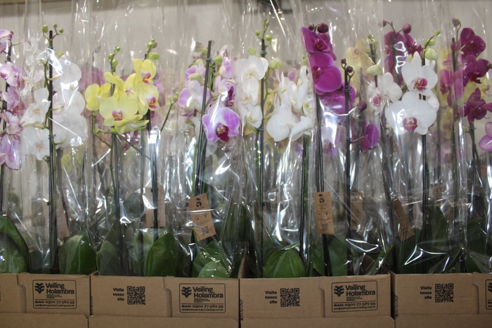 <h4>PHALAENOPSIS P12 2 HT</h4>