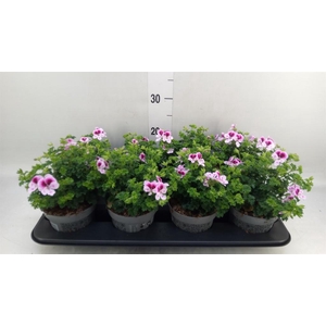 Pelargonium gran.   ..