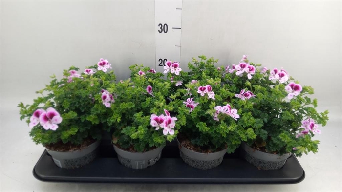 <h4>Pelargonium gran.   ..</h4>