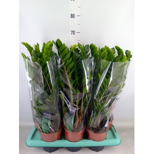 Zamioculcas zamiifolia 'Lima'