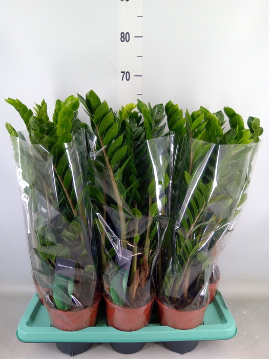<h4>Zamioculcas zamiifolia 'Lima'</h4>