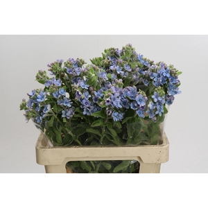 Oxypetalum Tweedia Blue