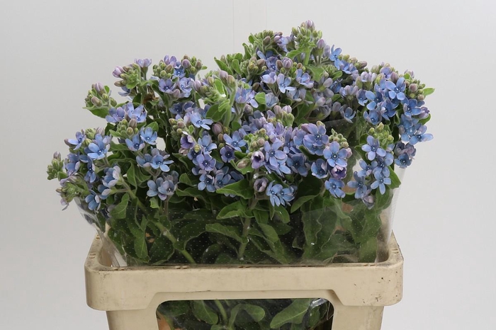 <h4>Oxypetalum Tweedia Blue</h4>